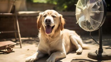 Bem-Estar Animal em Ondas de Calor