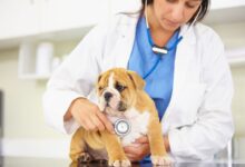 Saúde Cardíaca dos Pets