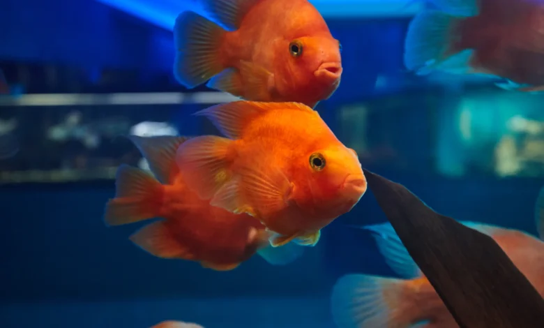 dieta balanceada para a saúde dos peixes