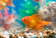 espécies de peixes mais adequadas para aquários domésticos