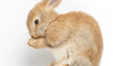 gaiola para coelhos