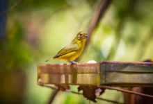manutenção e limpeza de gaiolas para pássaros